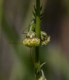 Artemisia latifolia