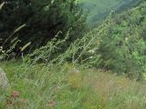 Artemisia marschalliana. Верхушки зацветающих растений. Кабардино-Балкария, Эльбрусский р-н, долина р. Каяртысу, ок. 2000 м н.у.м., каменистый склон. 30.07.2022.