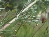 Artemisia marschalliana. Лист. Кабардино-Балкария, Эльбрусский р-н, долина р. Каяртысу, ок. 2000 м н.у.м., каменистый склон. 30.07.2022.