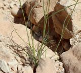 Stipagrostis hirtigluma. Нижняя часть растения. Израиль, впадина Мёртвого моря, каменистый склон небольшого вади. 10.03.2018.