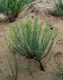 Euphorbia seguieriana. Вегетирующее растение. Дагестан, Кумторкалинский р-н, бархан Сарыкум, песчаный склон. 30.04.2022.