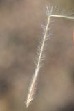 Stipa drobovii. Плод с нижней частью ости. Казахстан, Алматинская обл. возле вдхр. Капчагай. 31.05.2014.