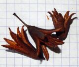 Rhododendron luteum. Вскрывшиеся плоды. Краснодарский край, окр. Горячего ключа, хребет Котх. 19.11.2010.