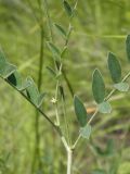 Astragalus pallescens