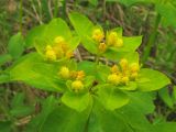 Euphorbia lingulata
