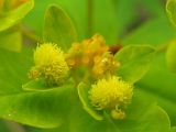 Euphorbia lingulata