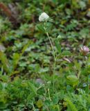 Trifolium pratense var. albiflorum
