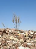 Stipagrostis plumosa. Цветущее растение в каменистой пустыне. Израиль, Эйлатские горы, долина Тимна. 04.02.2016.