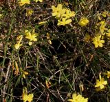 Jasminum nudiflorum. Часть цветущего растения. Германия, г. Bad Lippspringe, в культуре. 02.02.2014.