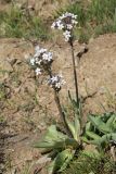 Valeriana chionophila