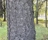 Picea форма glauca