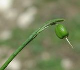 Galanthus caspius