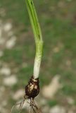 Galanthus caspius