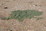 Euphorbia peplis. Плодоносящее растение. Крым, Керченский полуостров, Опукский заповедник, песчано-ракушечный пляж. 24 сентября 2023 г.