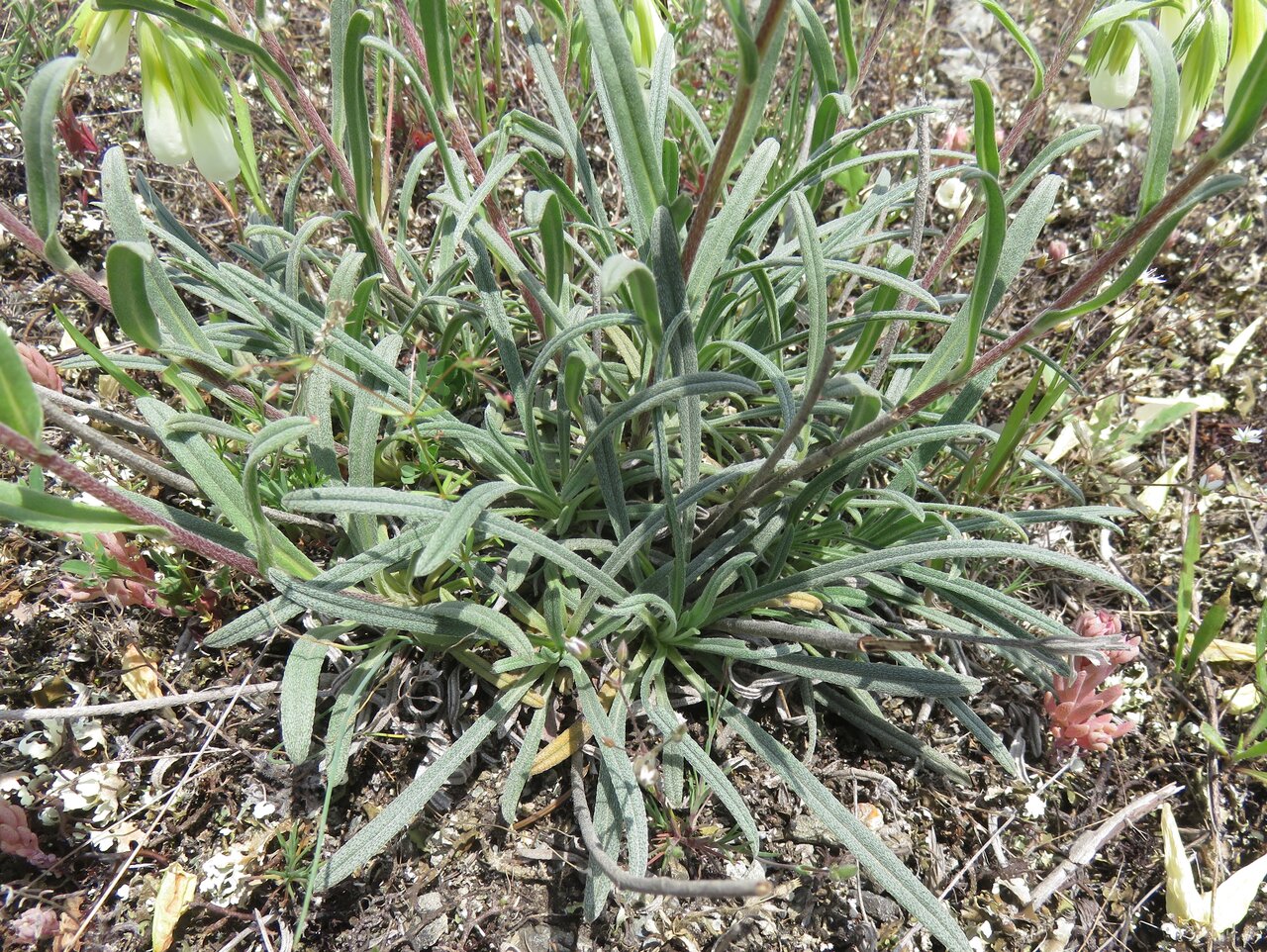 Изображение особи Onosma kittaniae.