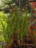 Carex &times; toezensis