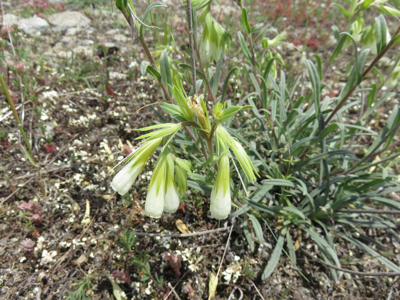 Изображение особи Onosma kittaniae.