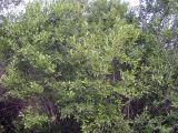 Salix iliensis