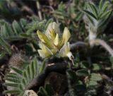 Oxytropis pallasii. Cоцветие и лист. Крым, г/о Феодосия, Енишарские горы, степной склон. 21 апреля 2021 г.