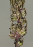 Phyteuma nigrum