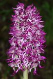 Orchis гибридный подвид transcaucasica
