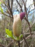 Magnolia × susannae