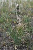 Asphodeline taurica. Плодоносящее растение. Крым, хр. Узун-Сырт, степная платообразная вершина хребта. 31 мая 2021 г.