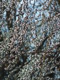 Salix acutifolia