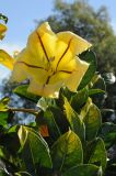 Solandra maxima. Верхушка побега с цветком. США, Калифорния, Санта-Барбара, возле Старой Миссии. 18.02.2014.