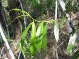 Salix acutifolia