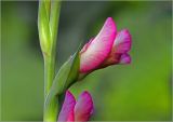 Gladiolus &times; gandavensis