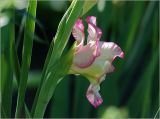 Gladiolus &times; gandavensis
