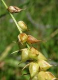 Carex &times; pannewitziana