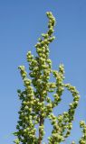 Cyclachaena xanthiifolia