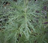 Artemisia sieversiana