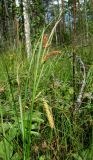 Carex &times; pannewitziana