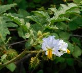 Solanum carolinense