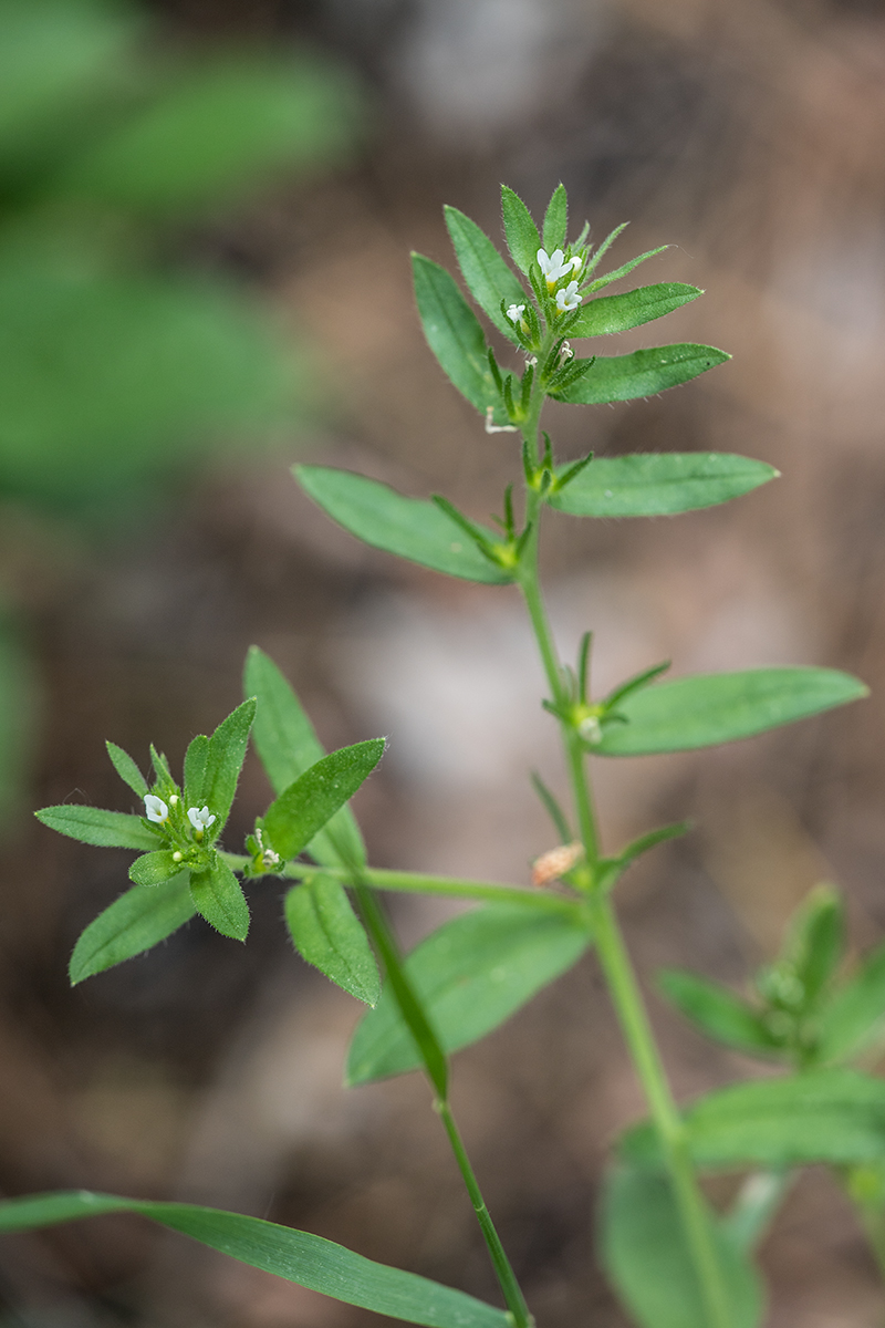 Изображение особи Buglossoides rochelii.