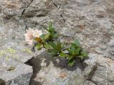 Rhododendron caucasicum. Цветущее растение. Карачаево-Черкесия, Урупский р-н, Кавказский биосферный заповедник, Имеретинские озёра, у оз. Буша, ≈ 2800 м н.у.м., на скале. 27.07.2022.