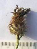 Centaurea abnormis