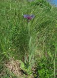 Centaurea tanaitica. Цветущее растение. Краснодарский край, окр. г. Армавир, степной склон. 04.05.2023.