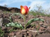 Tulipa alberti