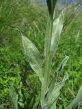 Centaurea tanaitica. Часть побега. Краснодарский край, окр. г. Армавир, степной склон. 04.05.2023.