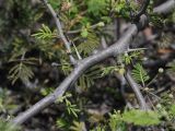 Vachellia разновидность huarango