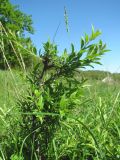 genus Rhamnus. Верхушка ветви. Краснодарский край, окр. г. Армавир, степной склон. 04.05.2023.