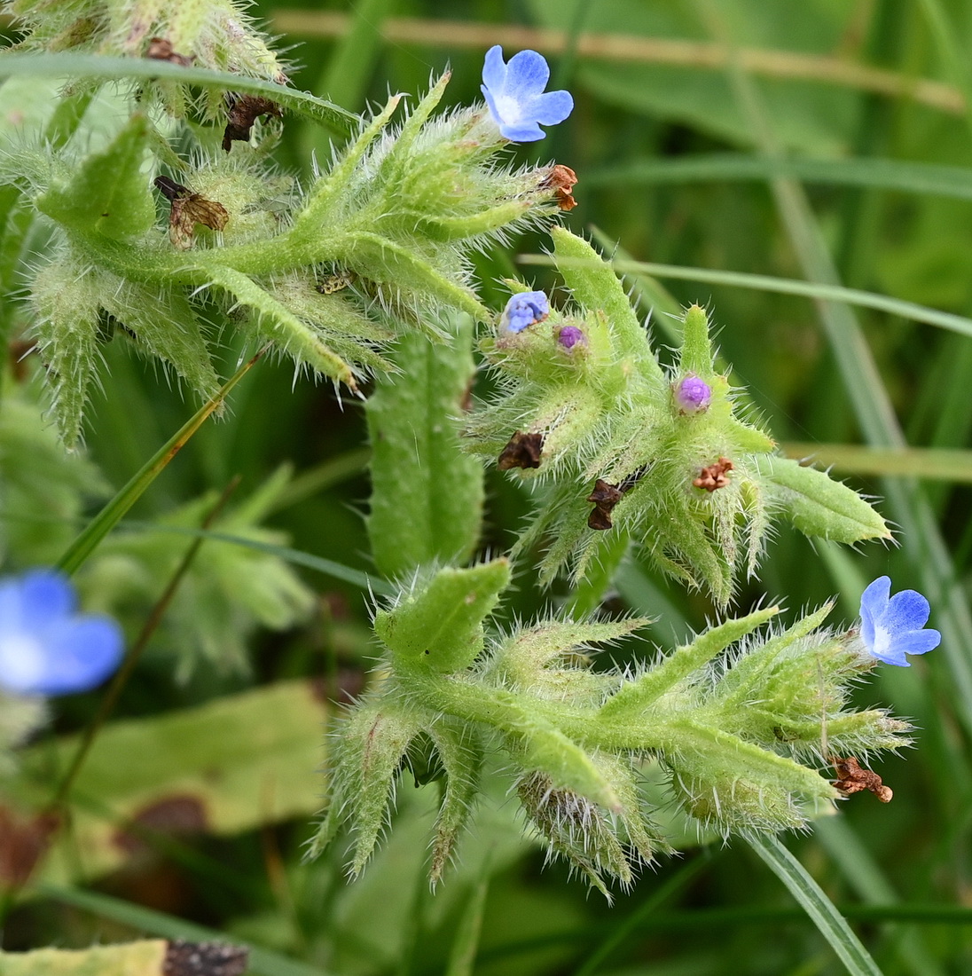 Изображение особи Lycopsis arvensis.