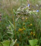 Изображение особи. Автор - Григорий Токарев