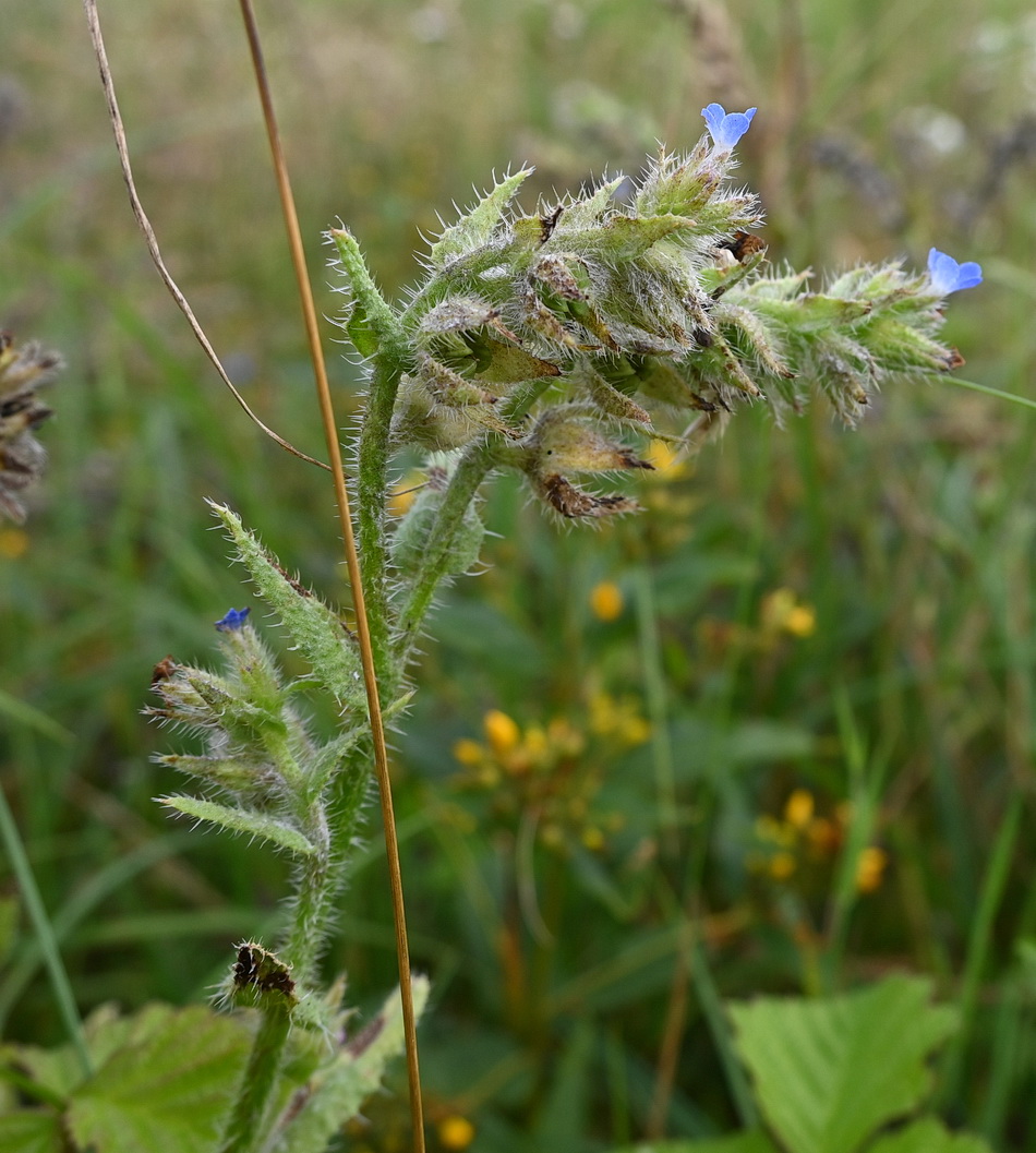Изображение особи Lycopsis arvensis.
