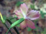 Dianthus fischeri