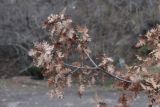 Quercus подвид crispata